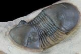 Brown Paralejurus Trilobite - Gorgeous Specimen #86898-2